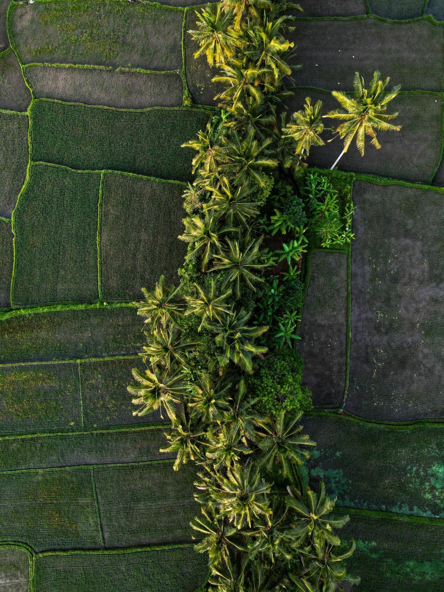 Ayu Duwur Beji Hotel Ubud Buitenkant foto